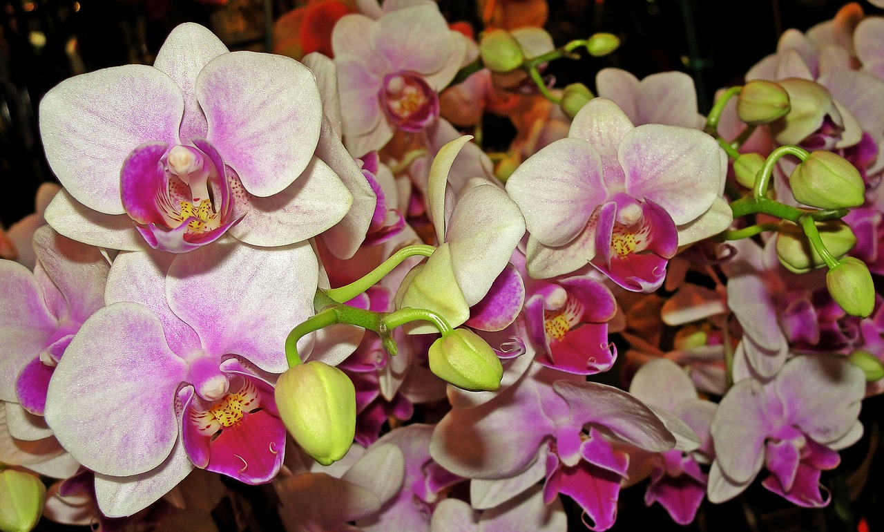 orchids flowers bouquet free photo