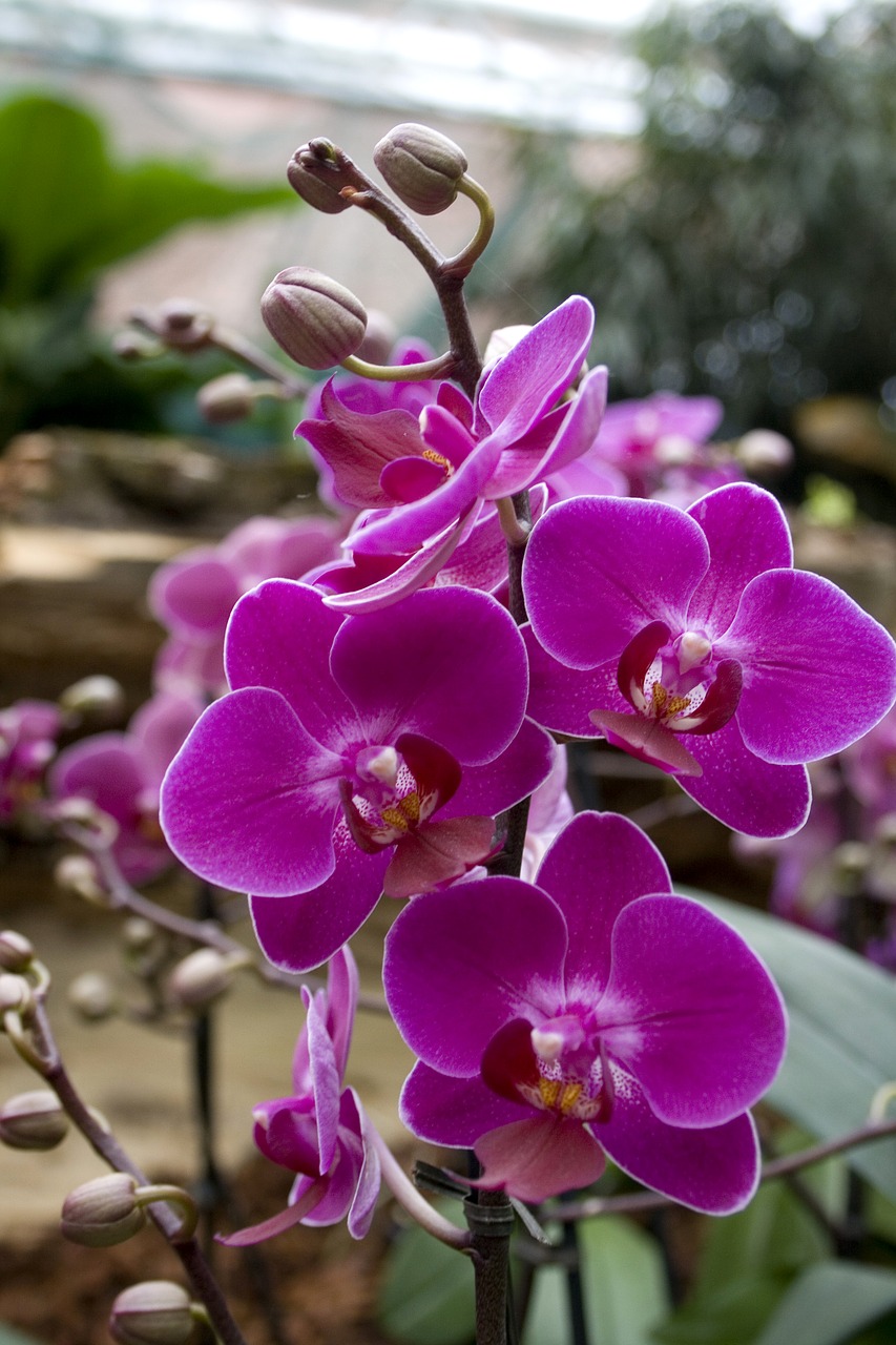orchids flowers blossom free photo