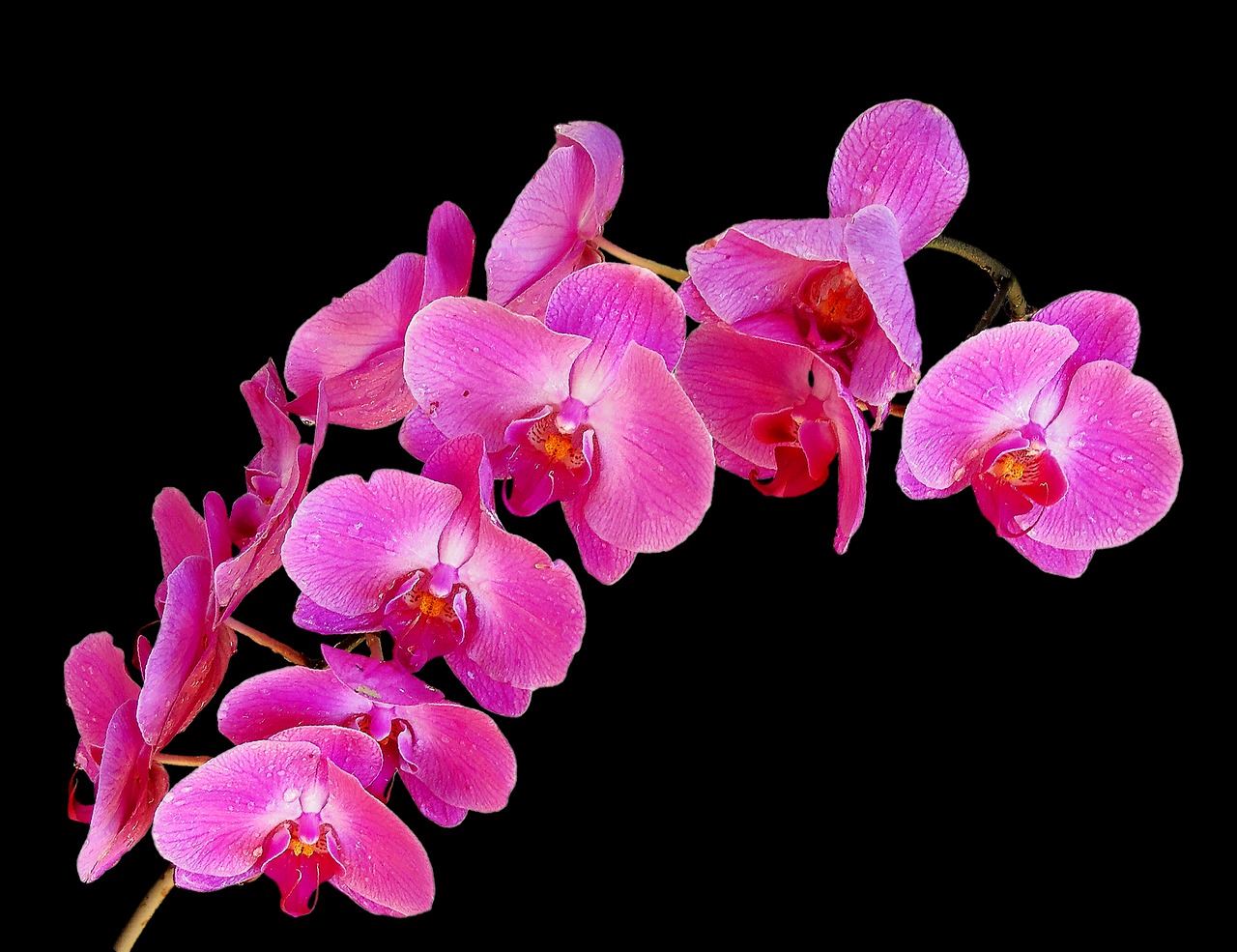 orchids bouquet flowers free photo