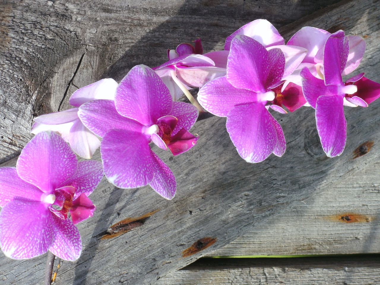 orchids orchid flower flowers free photo