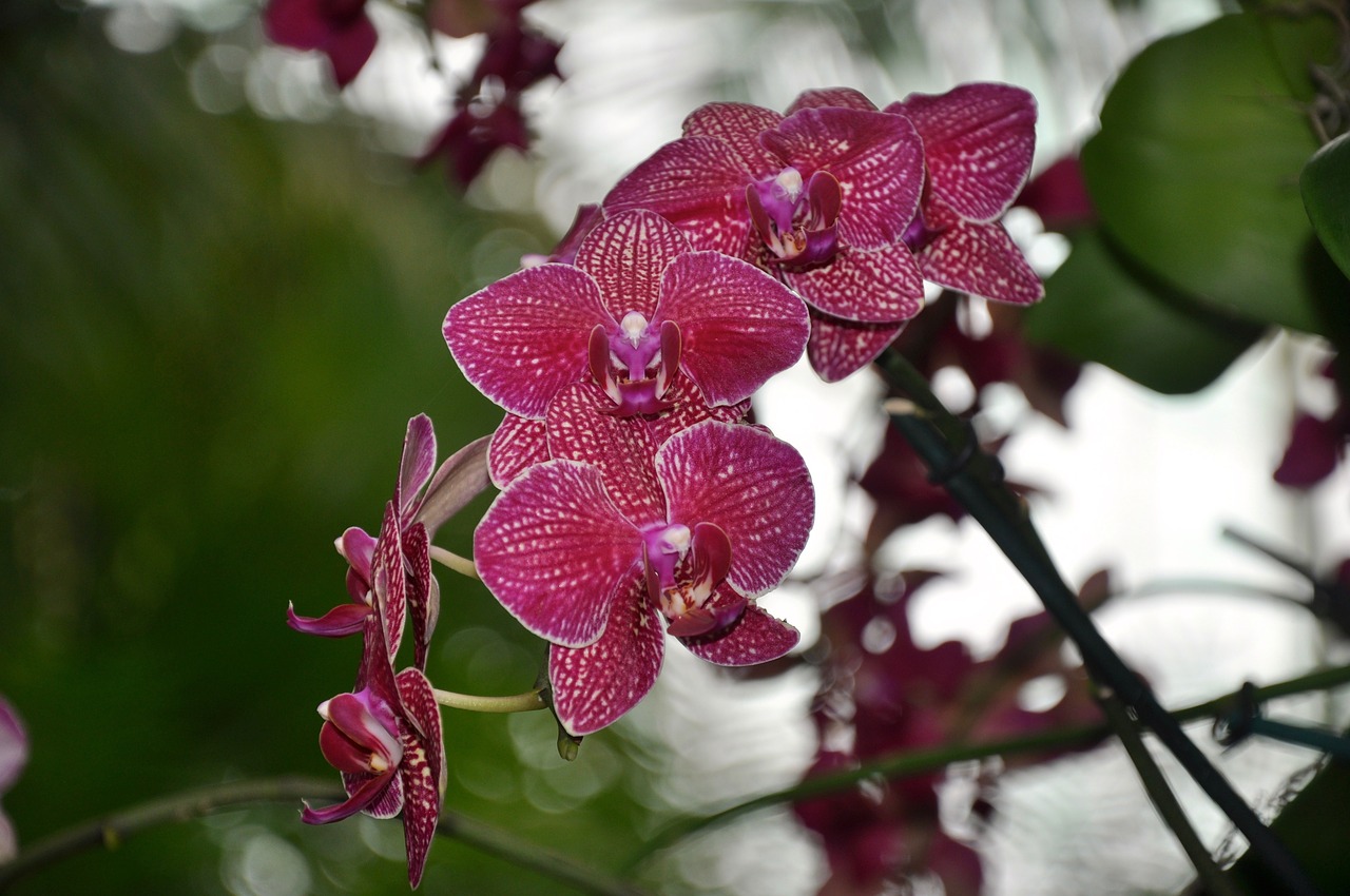 orchids flowers ny botanical gardens free photo