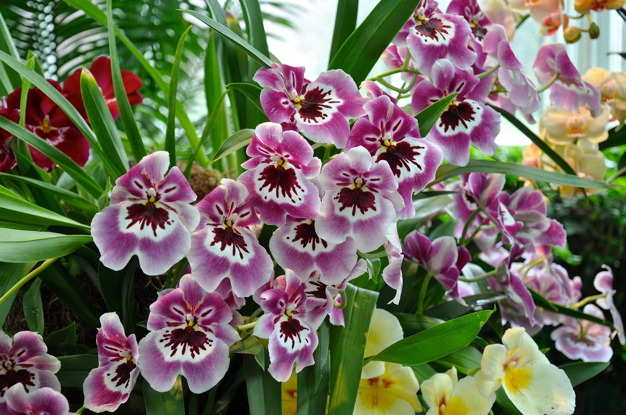 orchids flowers ny botanical gardens free photo