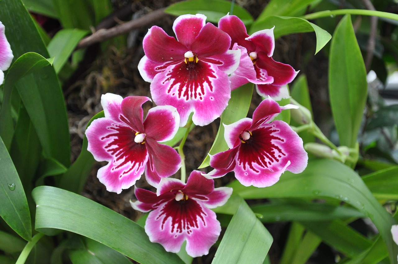 orchids flowers ny botanical gardens free photo