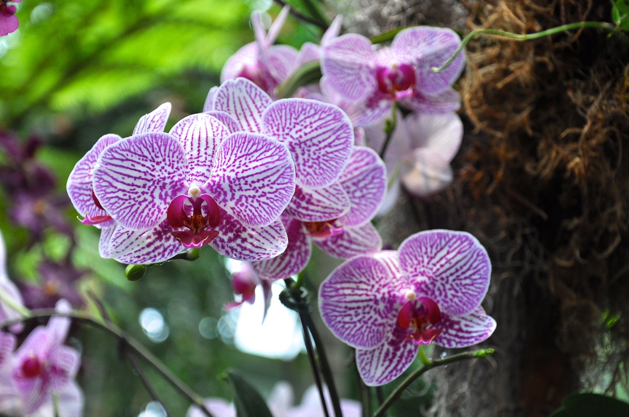 orchids flowers ny botanical gardens free photo