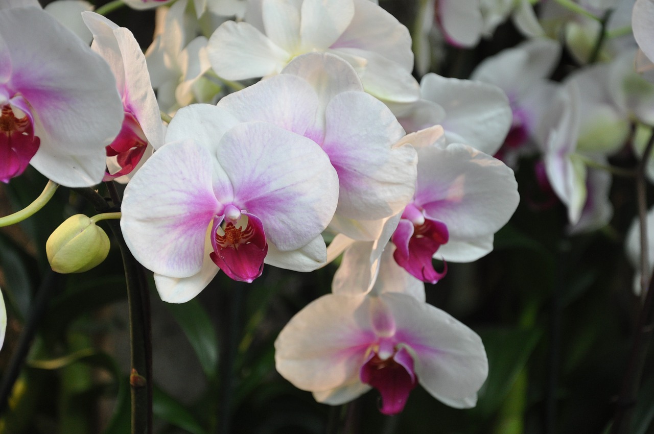 orchids ny botanical gardens flowers free photo