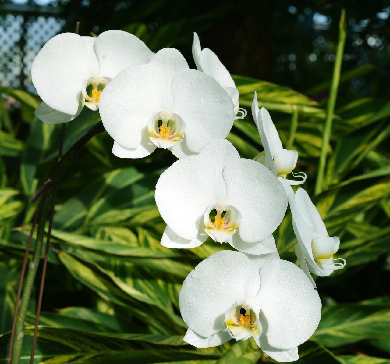 orchids white flowers free photo