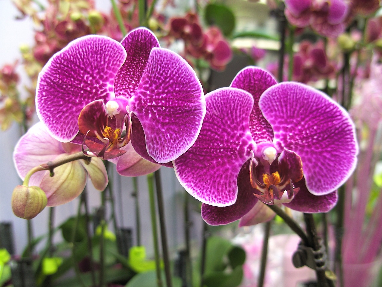 orchids purple blossom free photo
