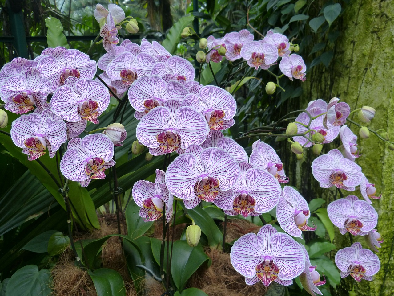 orchids singapore park free photo