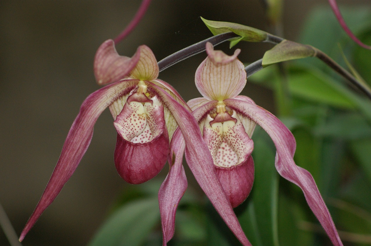 orchids flowers cattleya orchid free photo