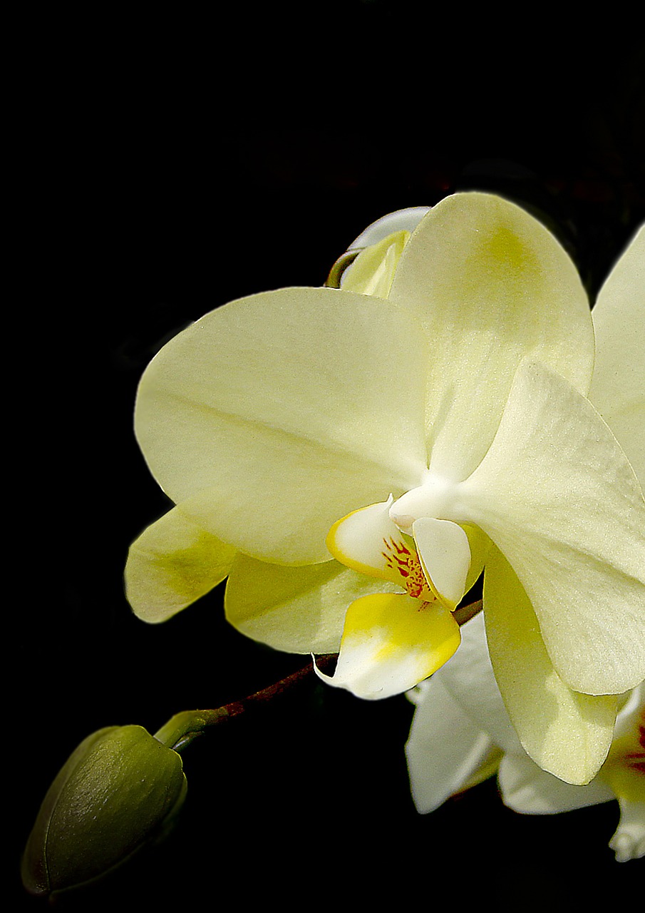 orchids blossom bloom free photo