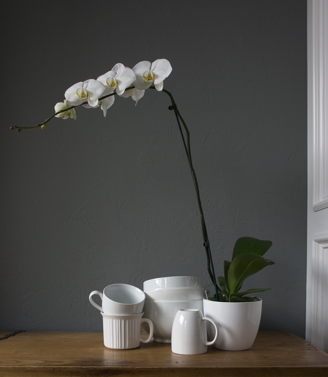orchids cups white free photo