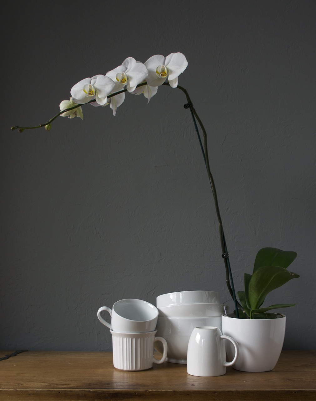 orchids cups white free photo