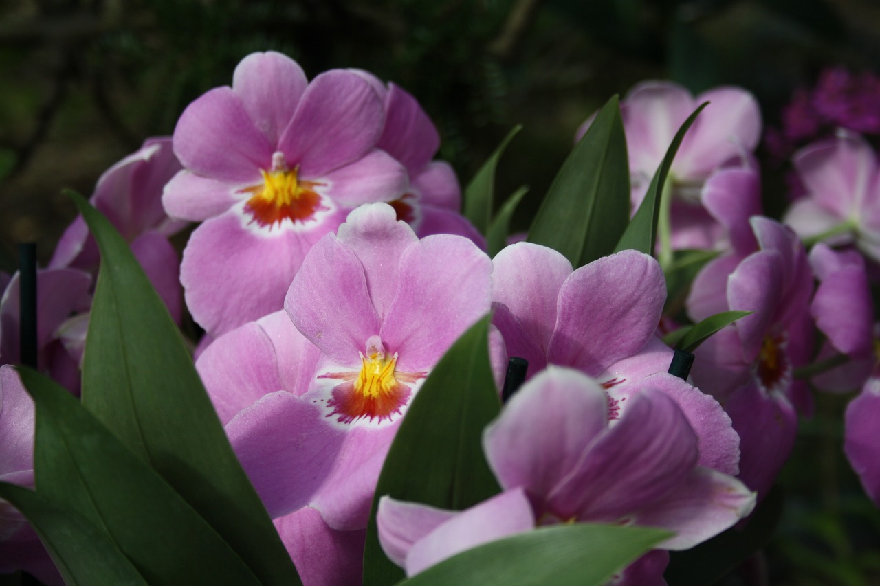 orchids orchid tropical flowers free photo