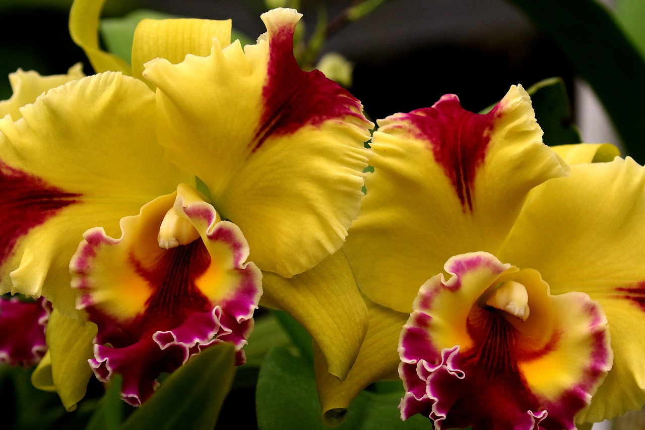 orchids yellow fuchsia free photo