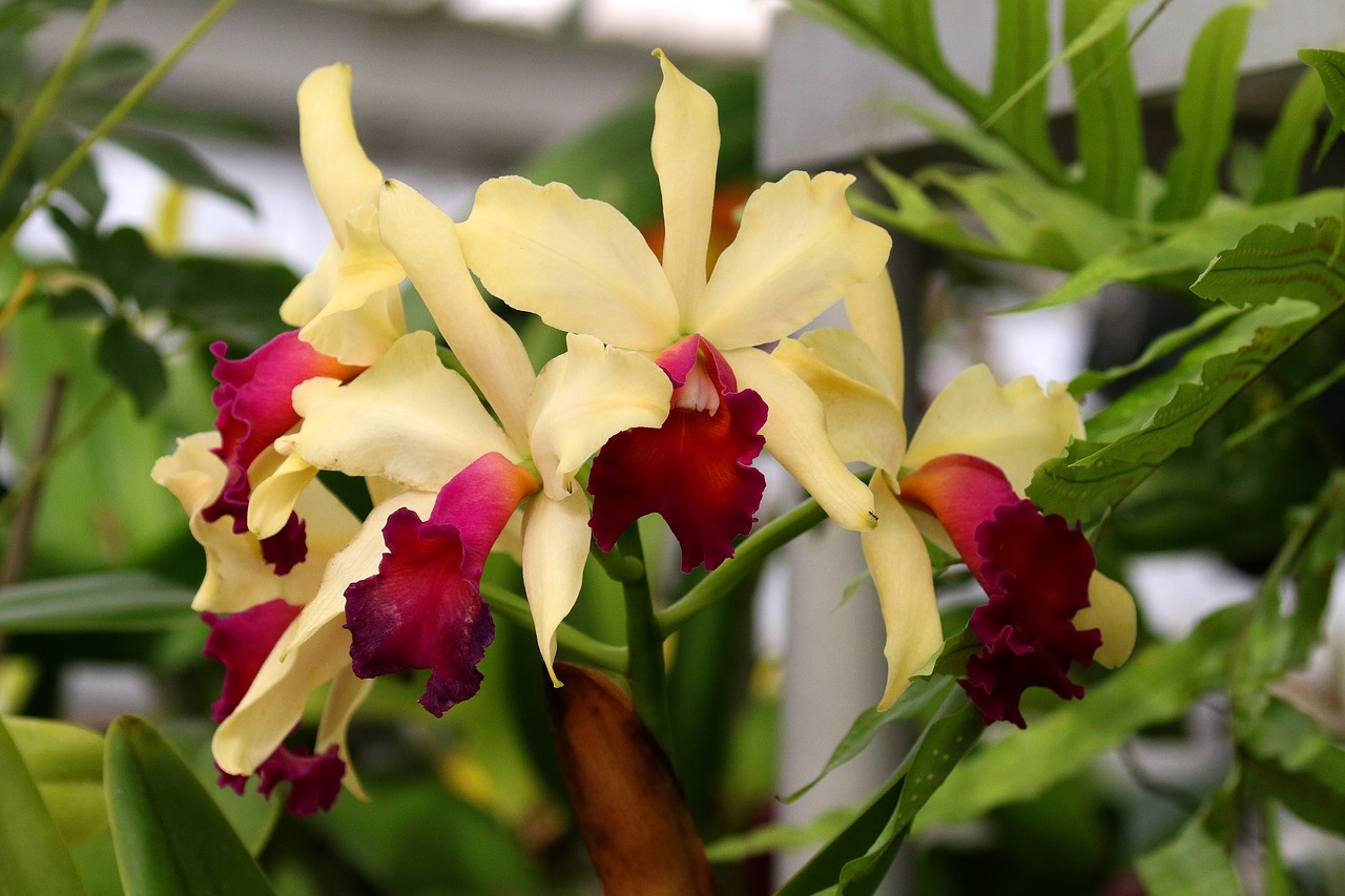 orchids flowers fuchsia free photo
