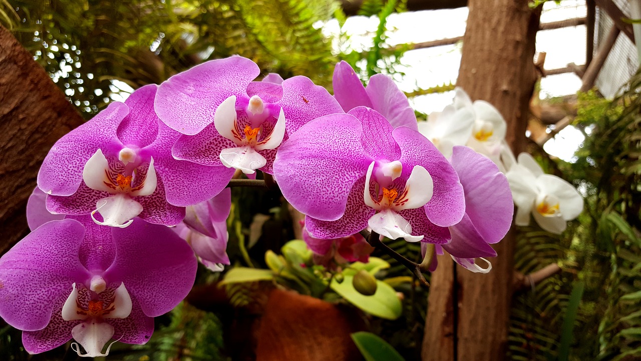 orchids flower plant free photo