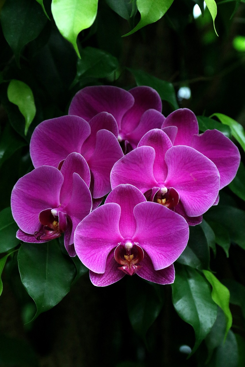 orchids fuchsia flower free photo