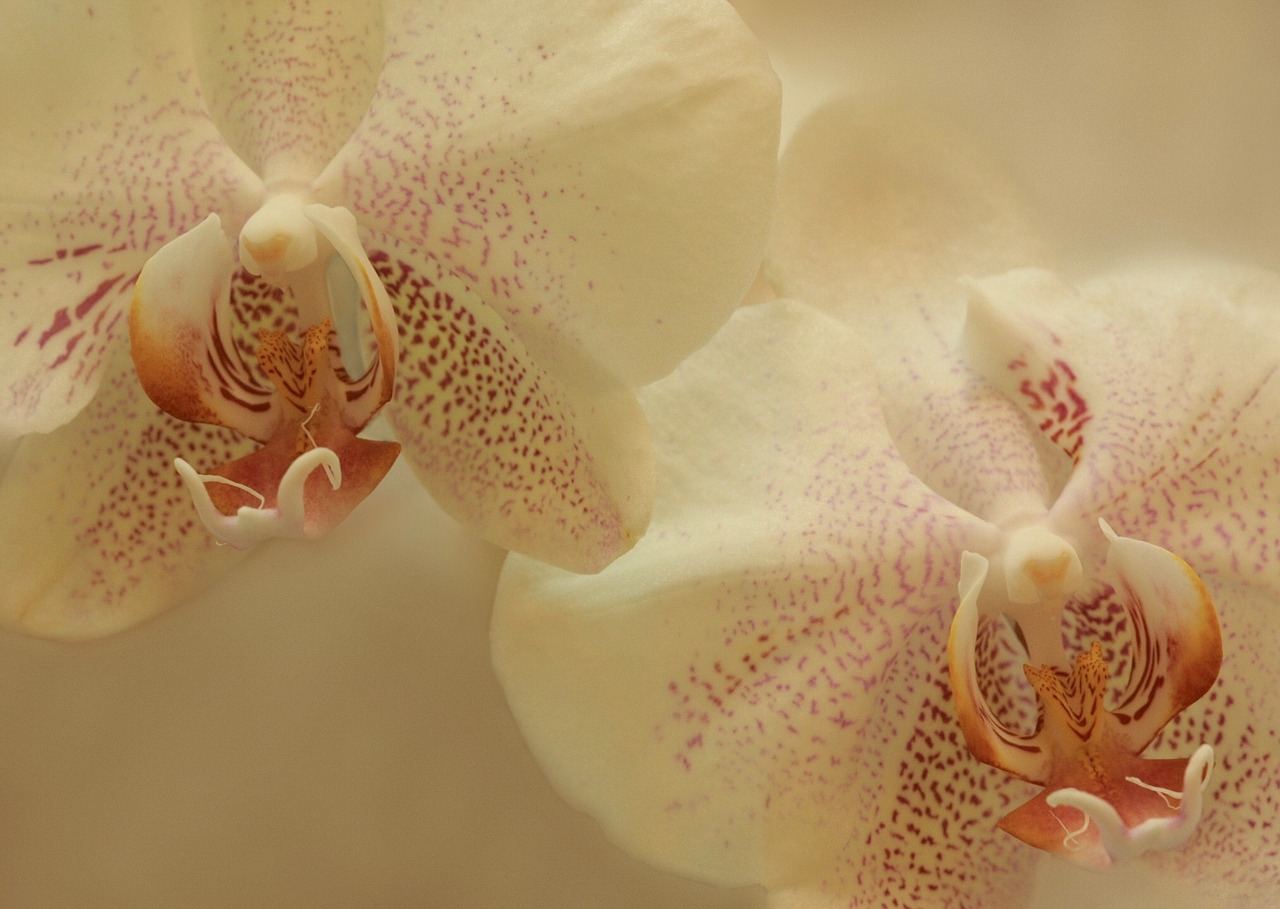 orchids flowers white free photo