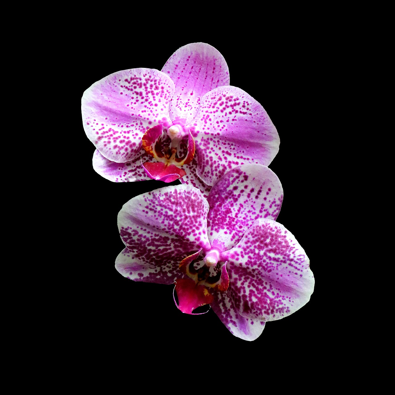 orchids magenta pink free photo