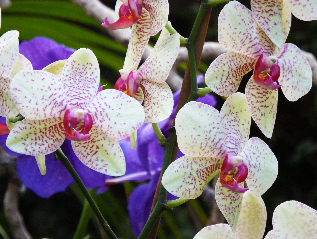orchids flowers colorful free photo