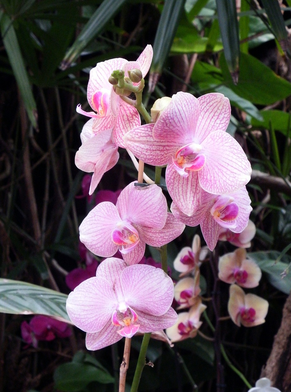 orchids flowers colorful free photo