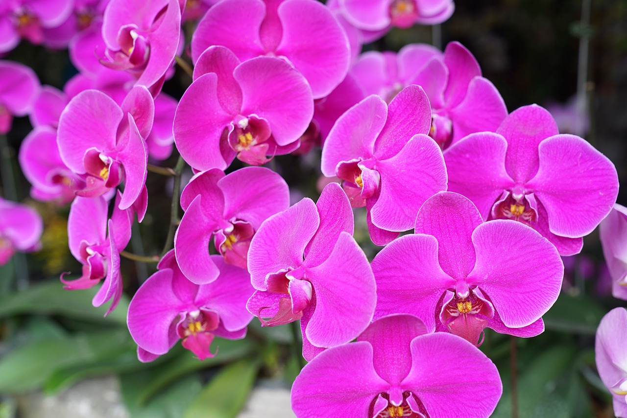 Orchids,tropical,floral,exotic,malaysia - free image from needpix.com