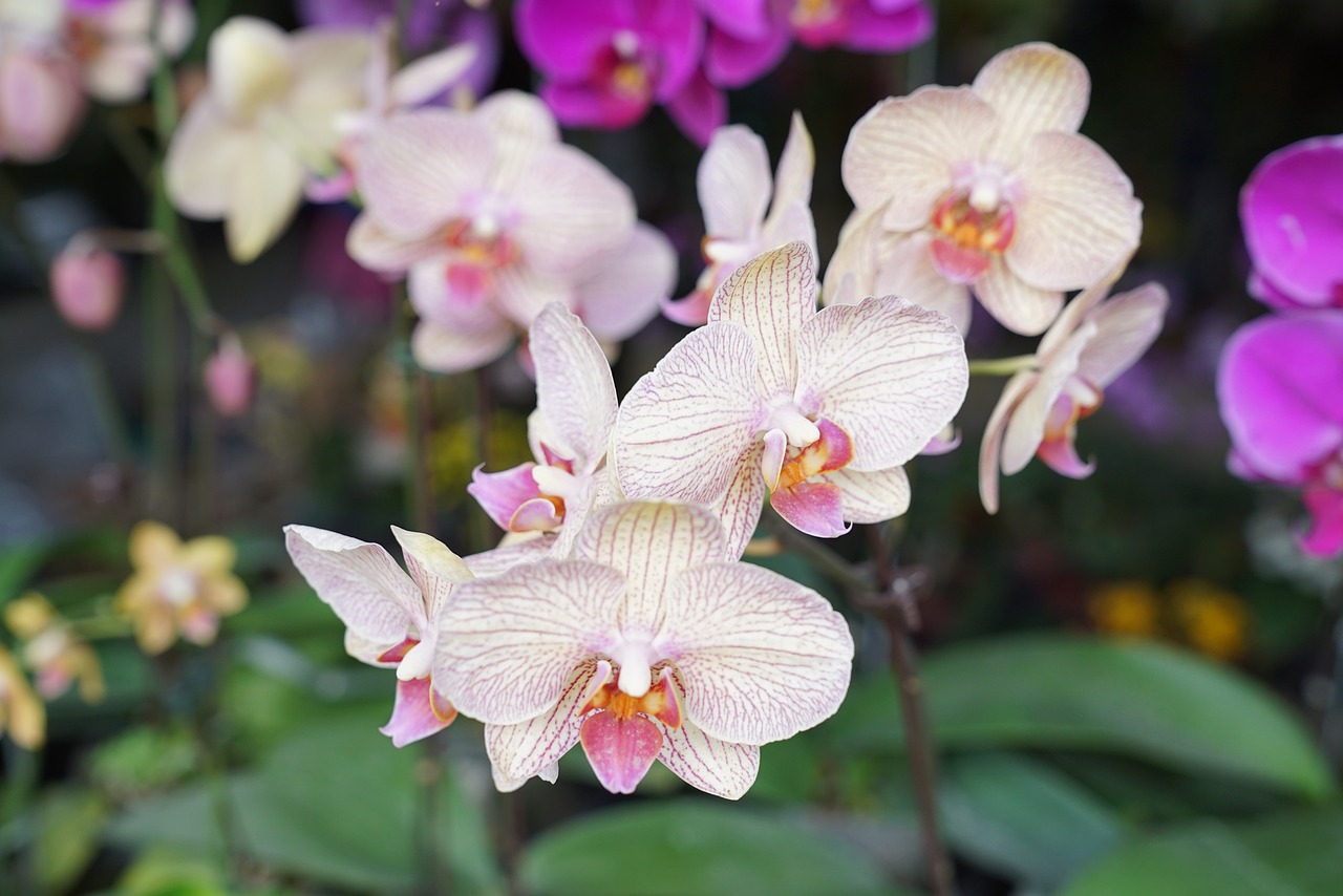 orchids tropical floral free photo