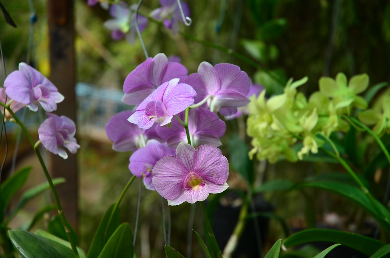 orchids purple color free photo