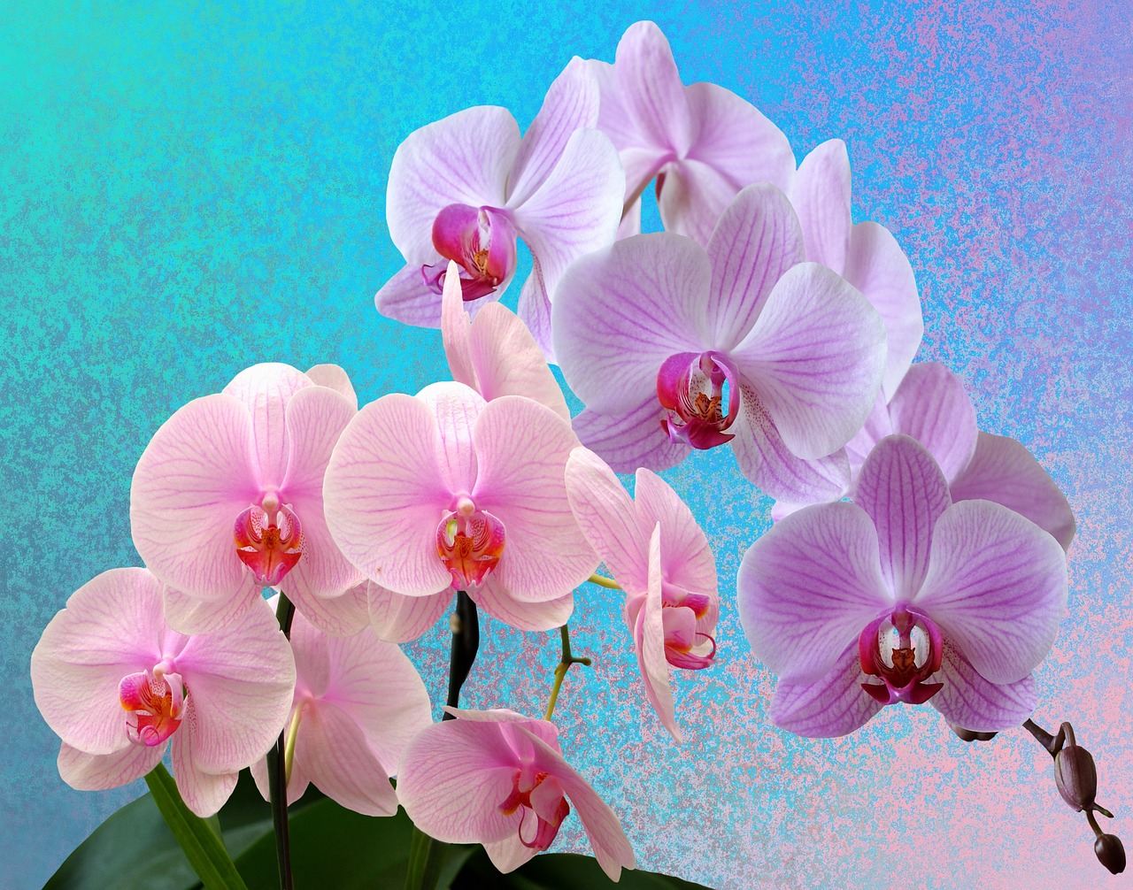 orchids flowers orchid flower free photo