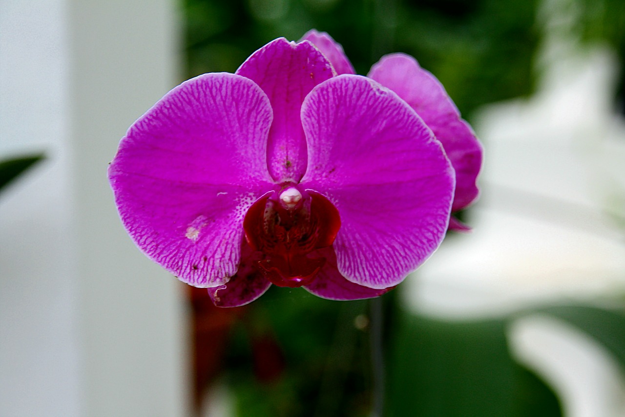 orchids purple flowers free photo