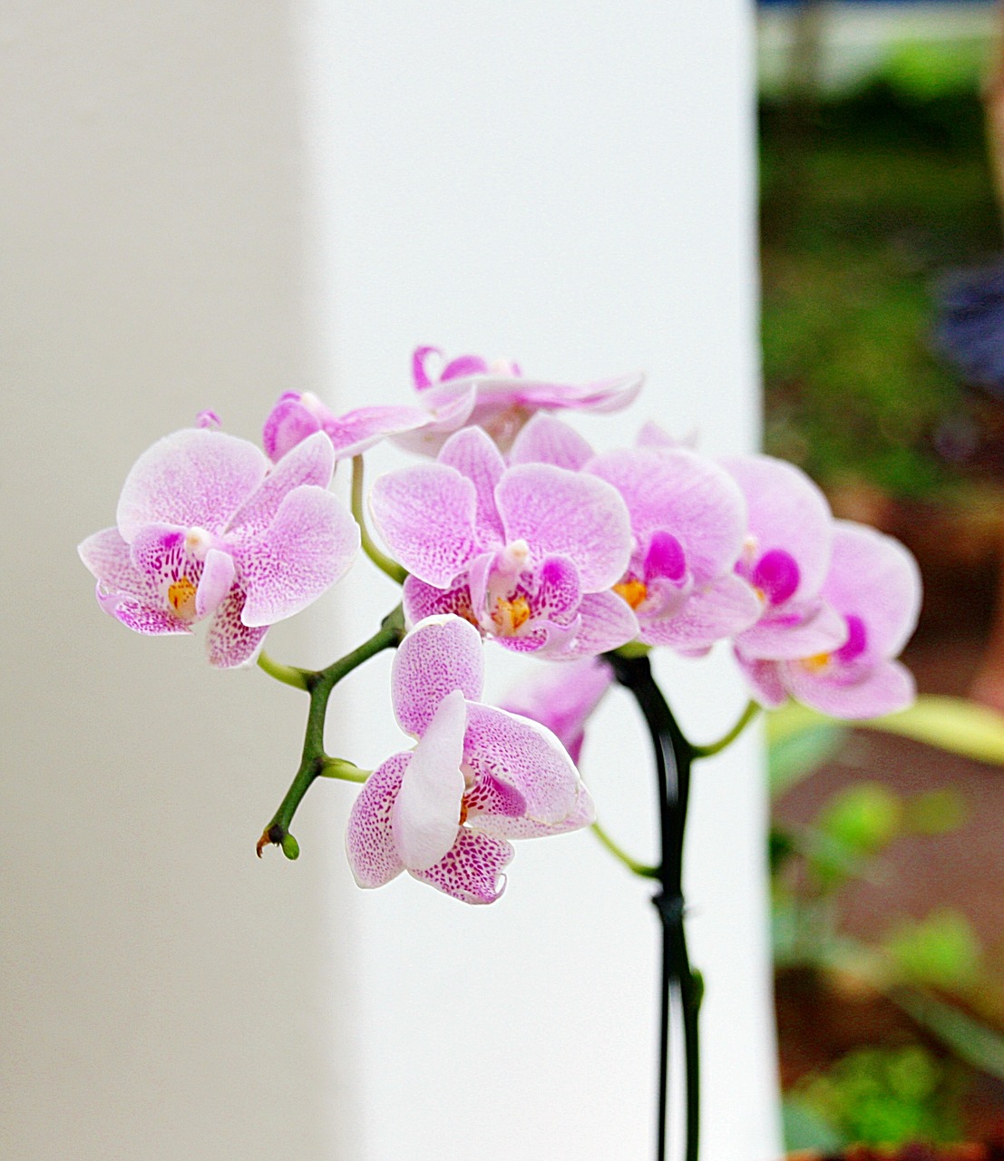 orchids flowers pink free photo