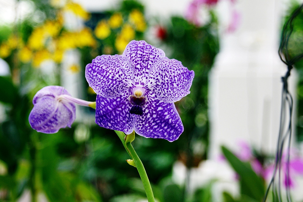 orchids purple flowers free photo