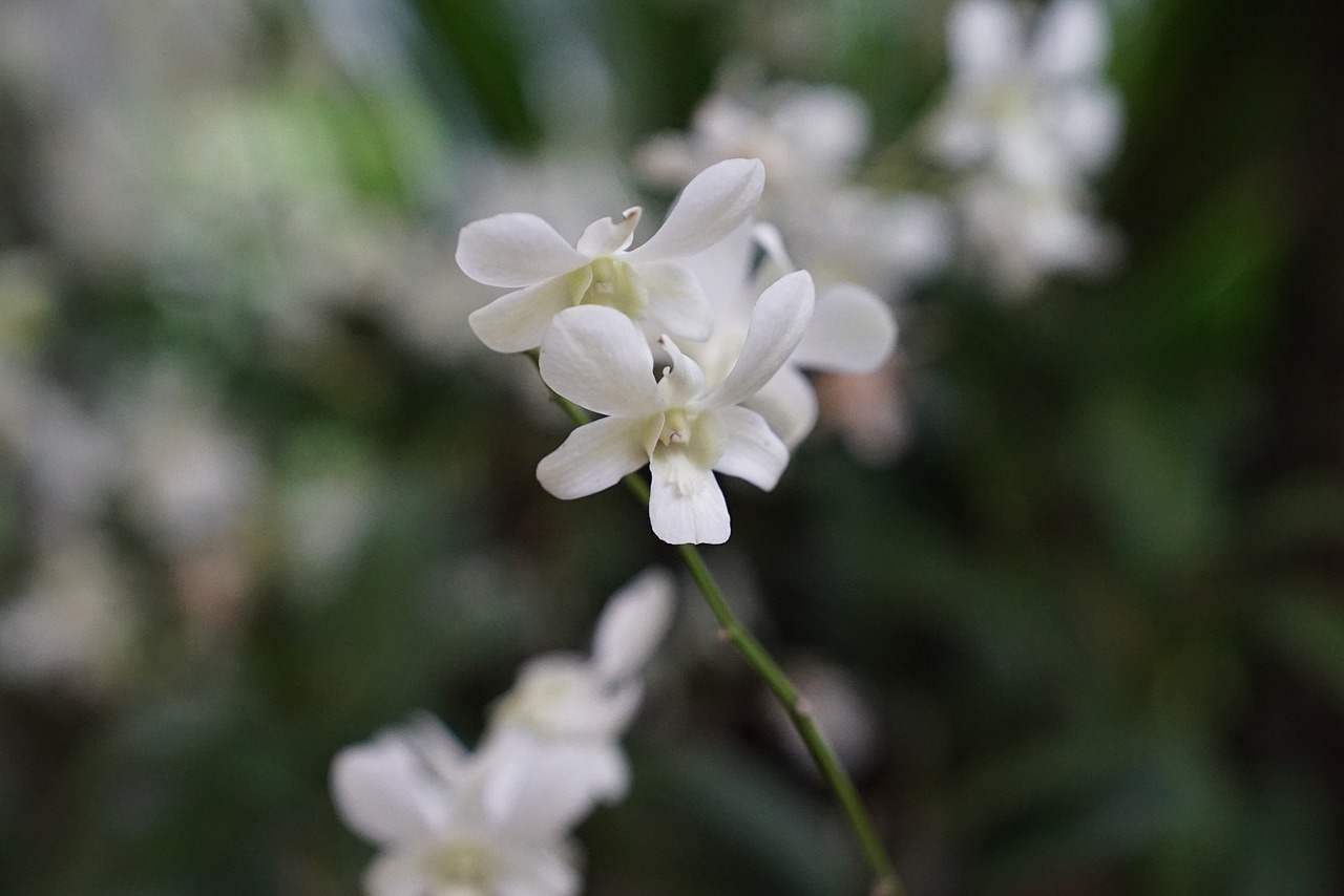 orchids tropical floral free photo