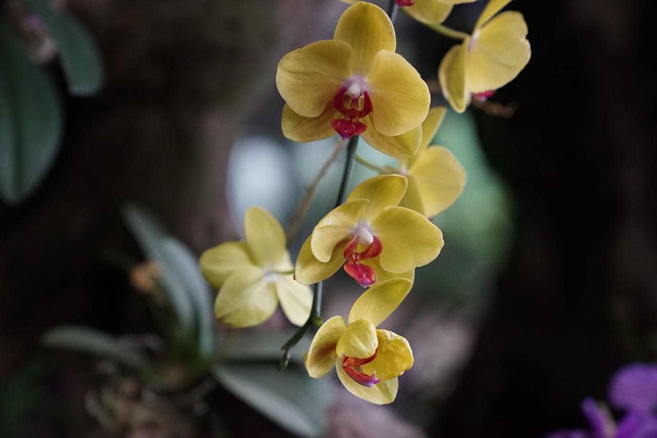 orchids tropical floral free photo