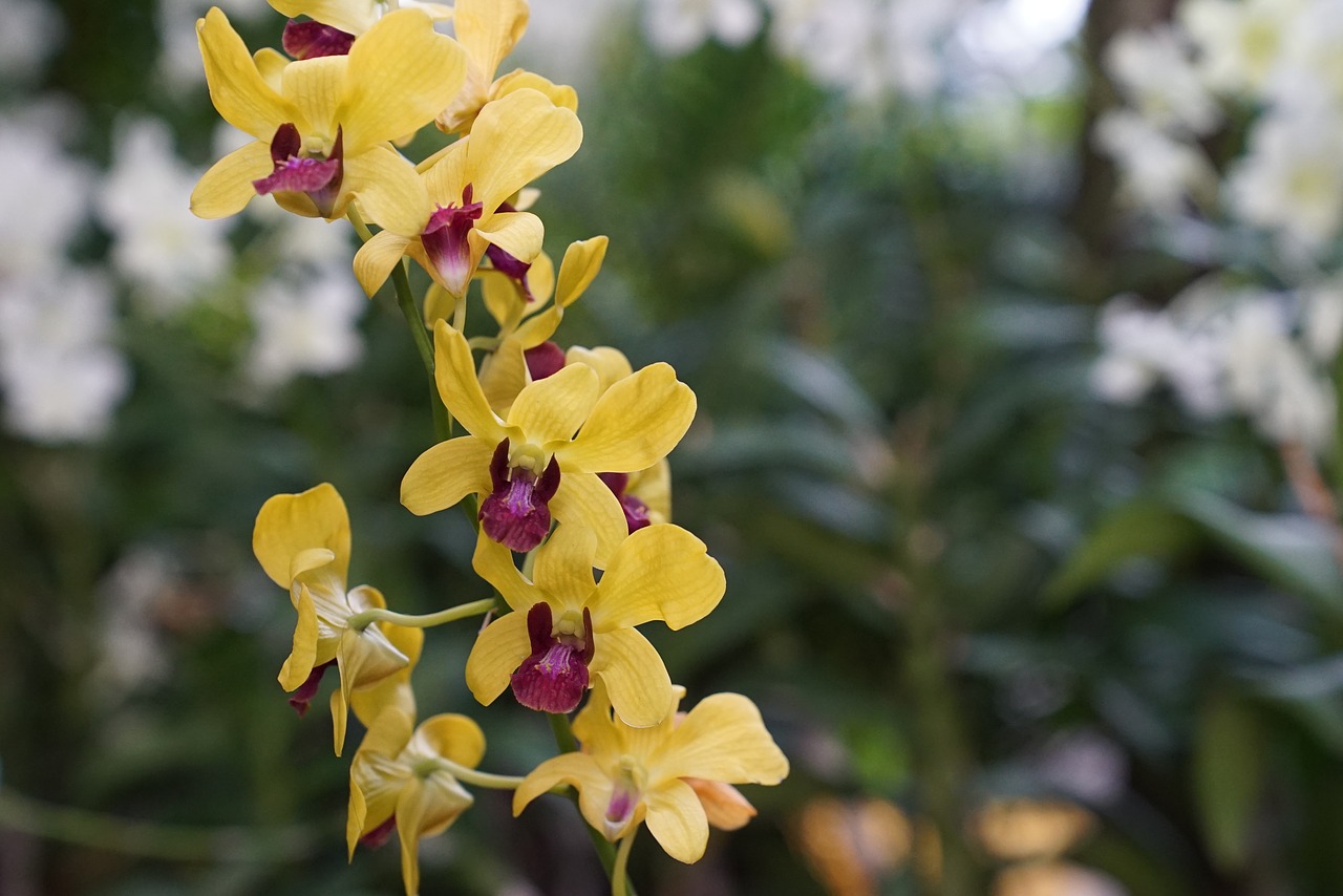 orchids tropical floral free photo