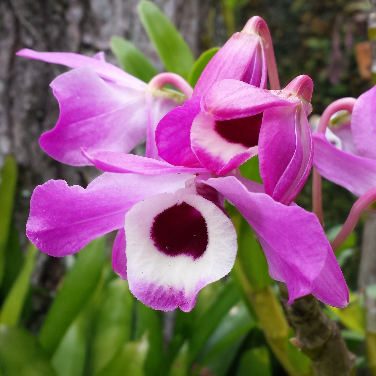 orchids nature gardens free photo