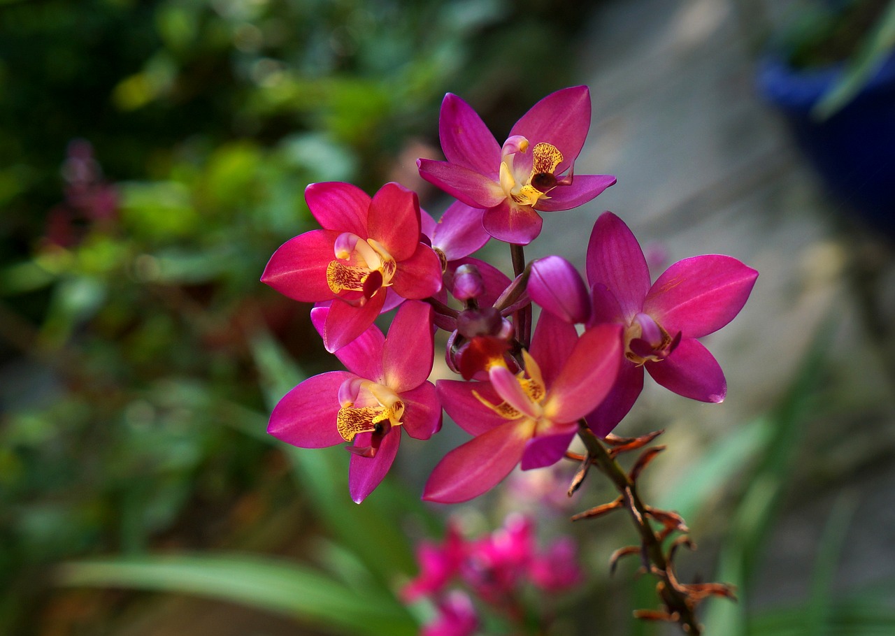 orchids purple orchid pink bunches of orchids free photo