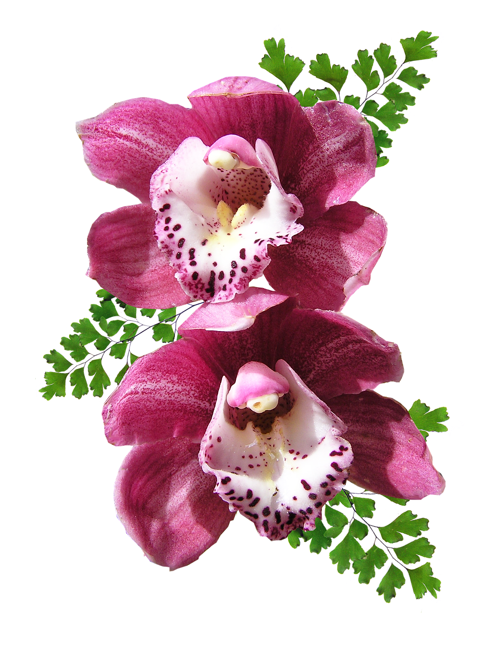 orchids pink maiden hair free photo