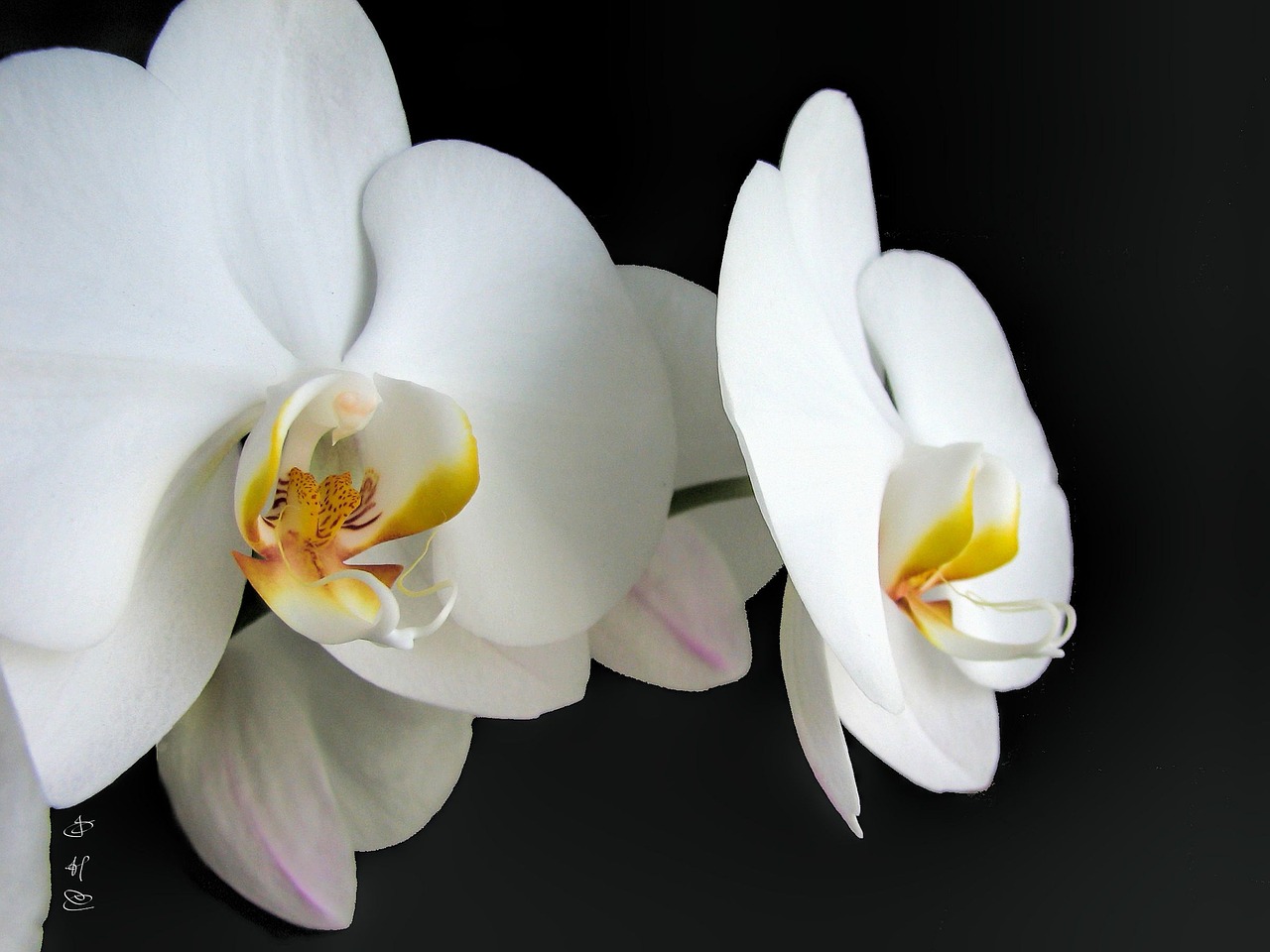 orchids white flower free photo