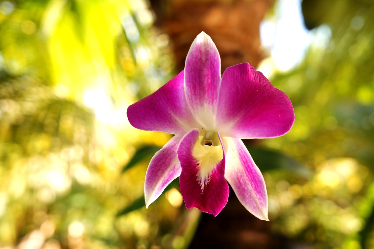 orchids solitary purple flowers free photo