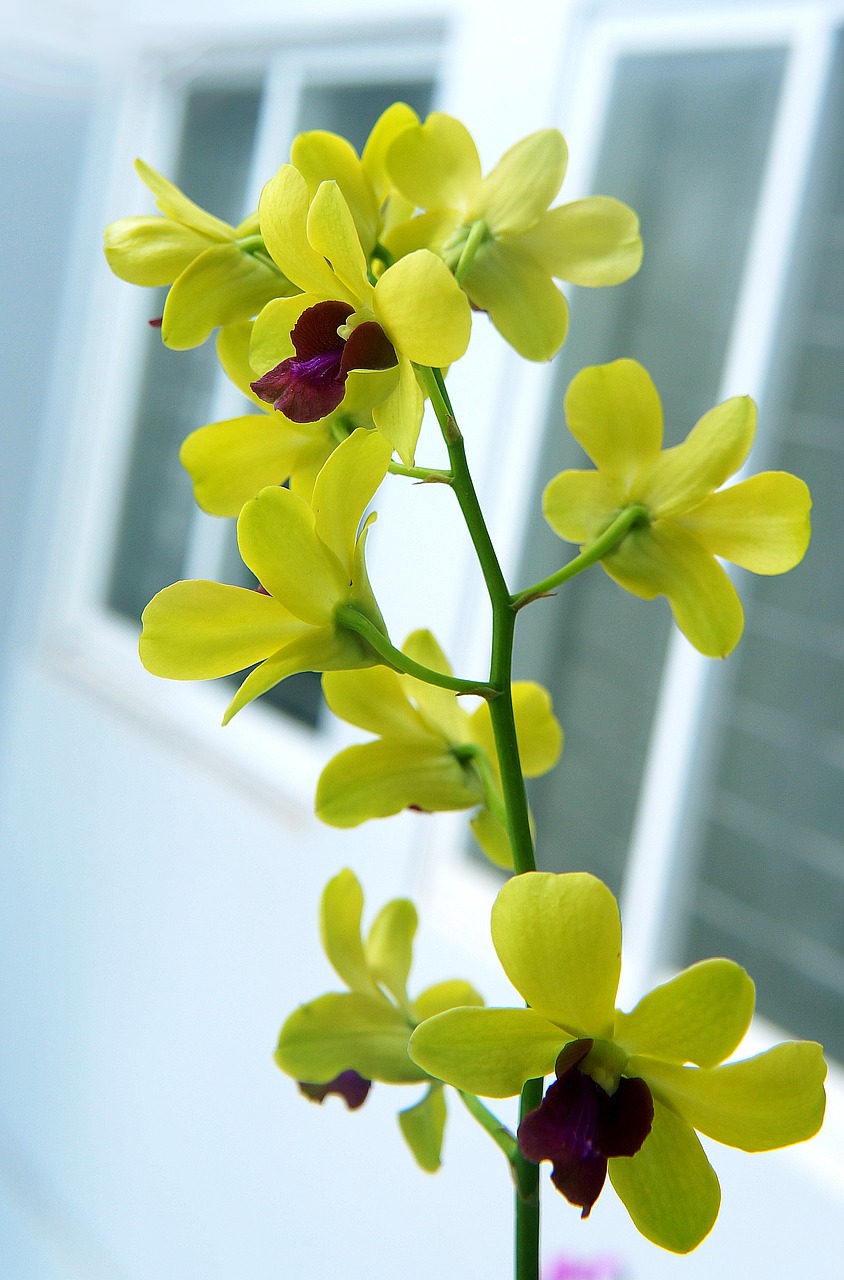 orchids spike yellow free photo