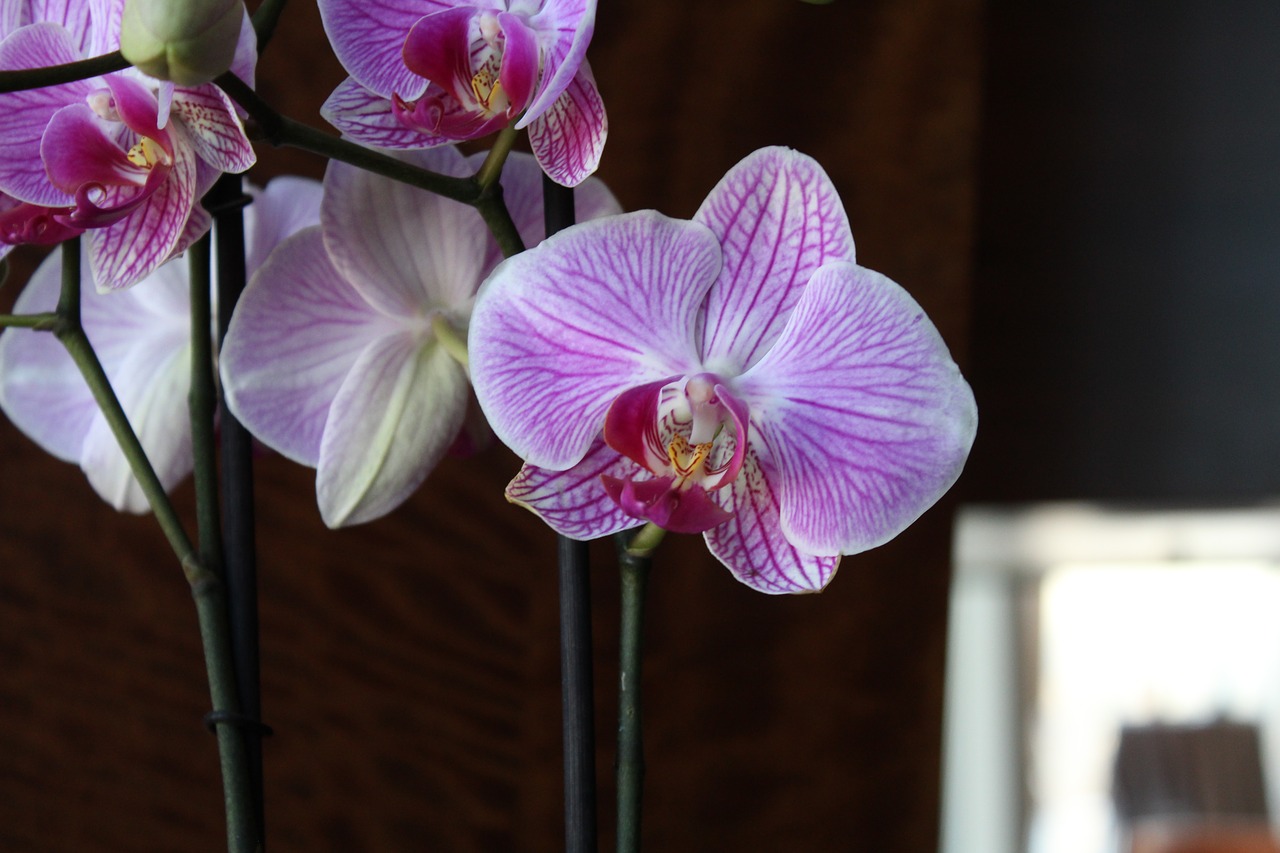 orchids flower spring free photo