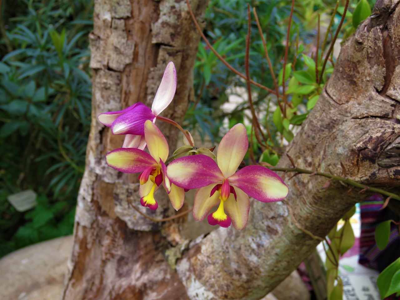 orchids flower garden free photo