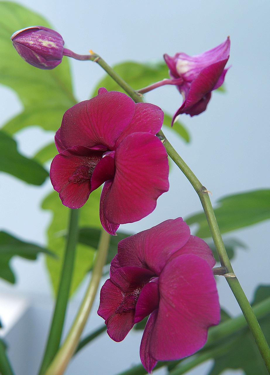 orchids purple orchid natural free photo