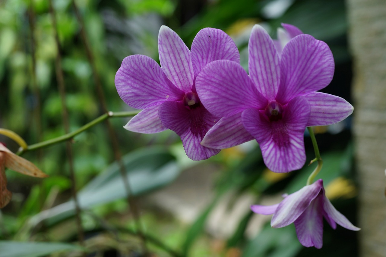 orchids macro bloom free photo