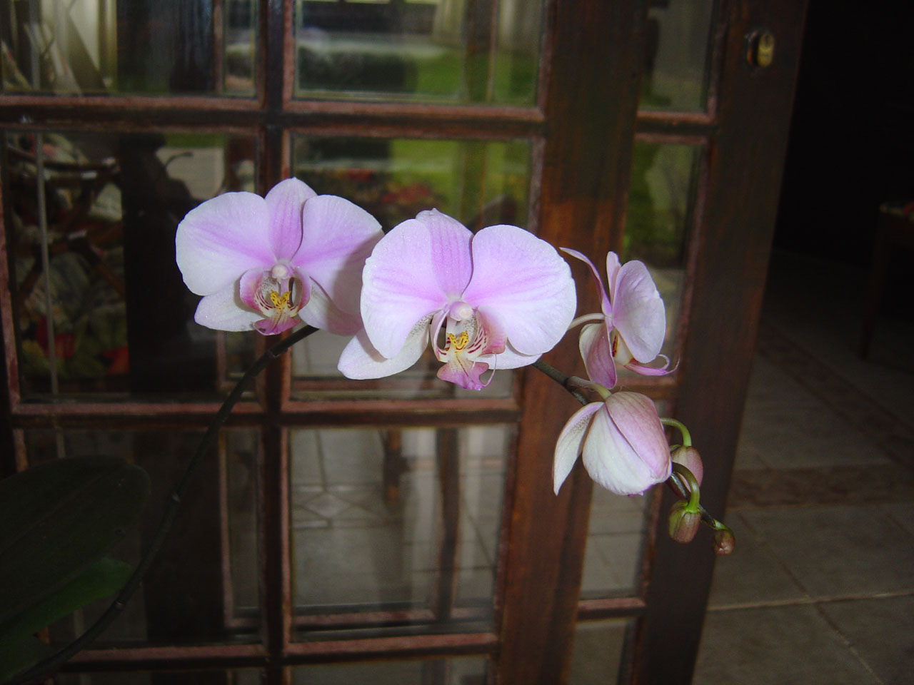 orchid orchids orchids free photo