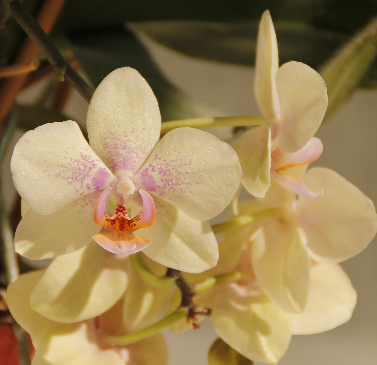 orchids white flower free photo