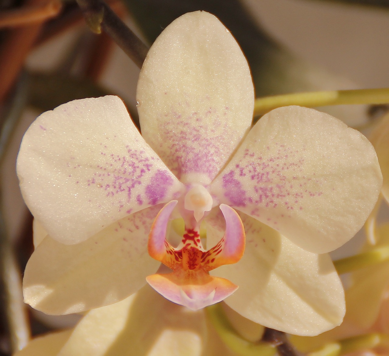 orchids white flower free photo