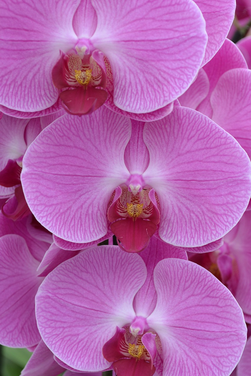 orchids flower pink free photo