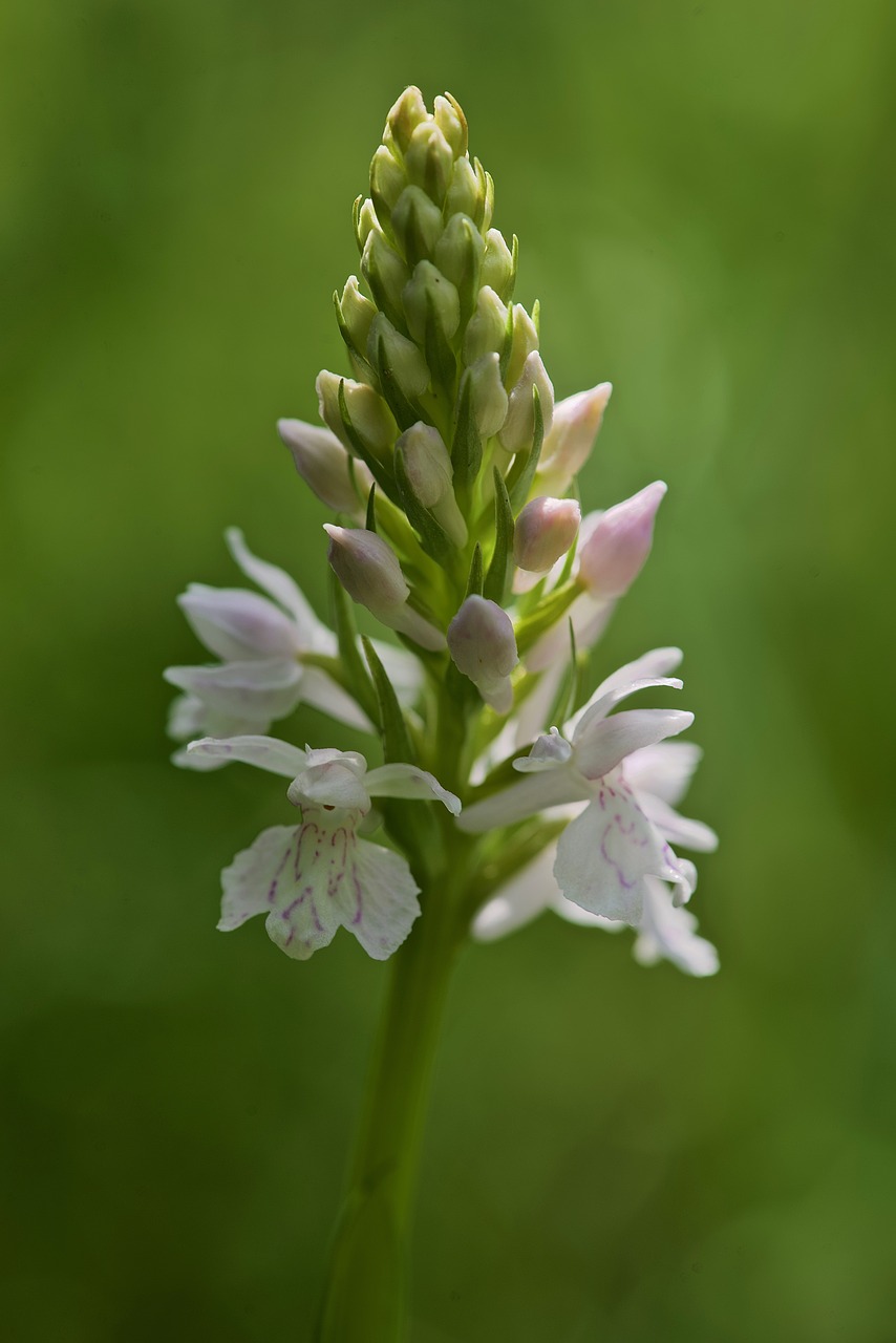 orchids  dactylorhiza maculata  flower free photo